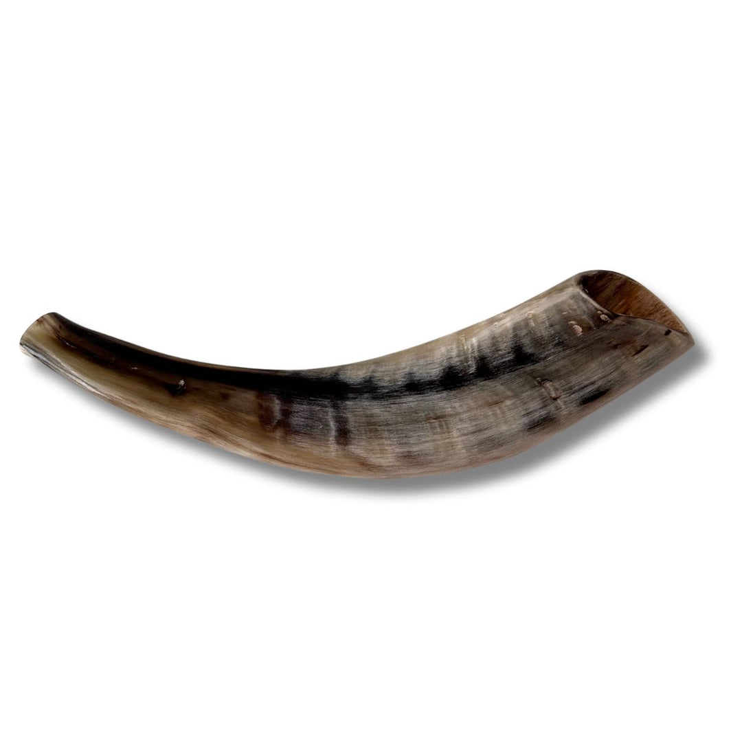 Authentic & Kosher Polished Ram's Horn Shofar from Israel