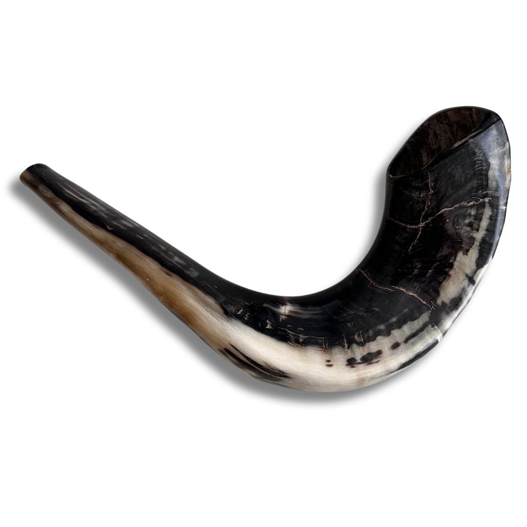 Authentic & Kosher Polished Ram's Horn Shofar from Israel