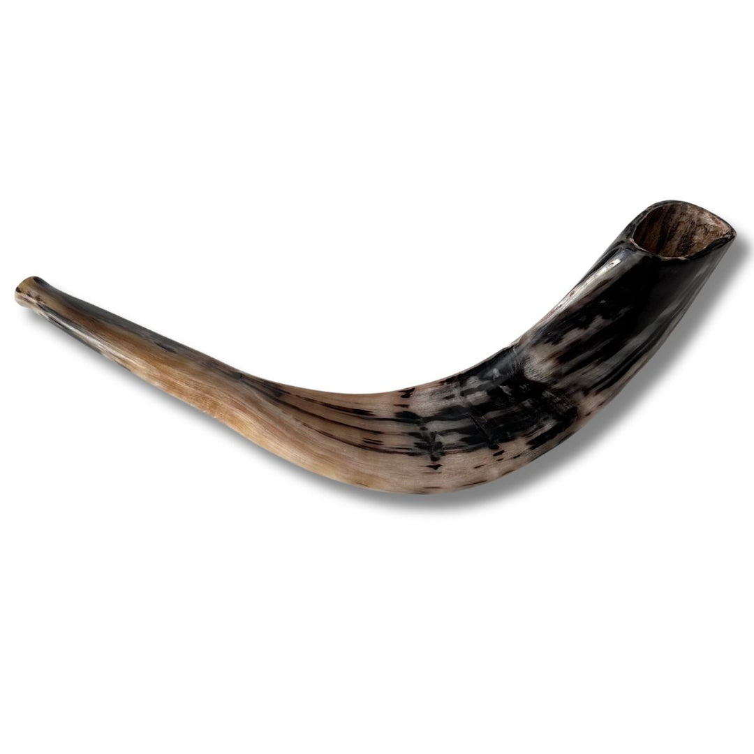 Authentic & Kosher Polished Ram's Horn Shofar from Israel